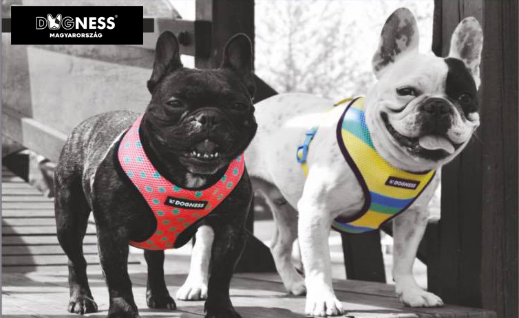 Kutyás Cuccok/Dogs Life Kutya Felszerelés és Egészségmegőrzés, Kutyás Ajándékok