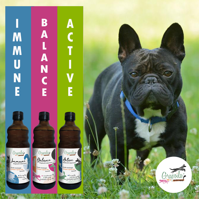 Kutyás Cuccok/Dogs Life Kutya Felszerelés és Egészségmegőrzés, Kutyás Ajándékok