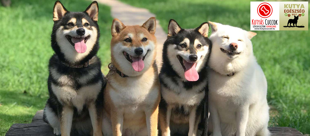 Kutyás Cuccok/Dogs Life Kutya Felszerelés és Egészségmegőrzés, Kutyás Ajándékok