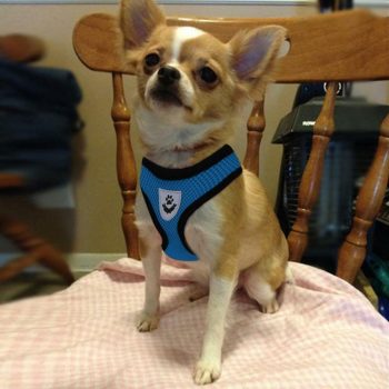   Gloria Puppy Soft Hám + Póráz Szett Neonzöld  - Puha, szivaccsal bélelt kellemes tapintású hám